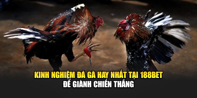 Kinh nghiệm đá gà hay nhất tại 188Bet để giành chiến thắng