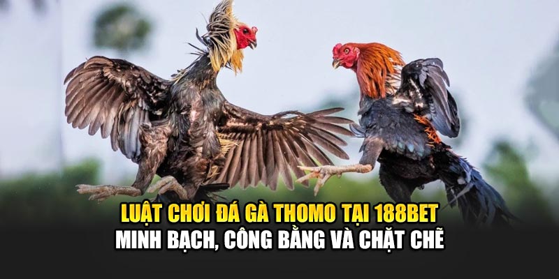 Luật chơi đá gà Thomo tại 188Bet - Minh bạch, công bằng và chặt chẽ