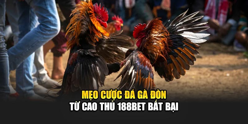 Đá Gà Đòn - Trải Nghiệm Truyền Thống Cung Cấp Bởi 188Bet 3 Mẹo cược đá gà đòn từ cao thủ 188Bet bất bại