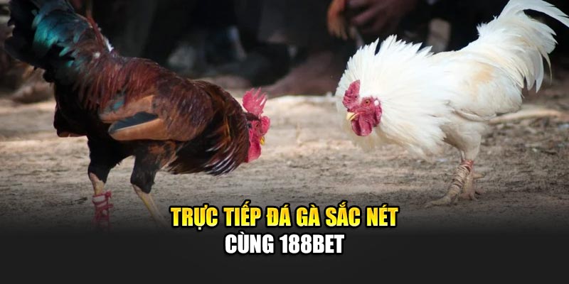Trực tiếp đá gà sắc nét cùng 188Bet